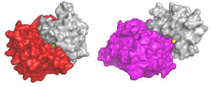 Left: Natural control mechanism blocks the enzyme's zinc active site. Right: Novel antibody works as effectively as the natural control mechanism